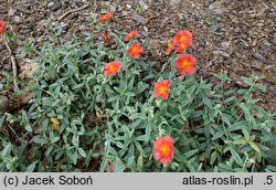 Helianthemum Fire Flame