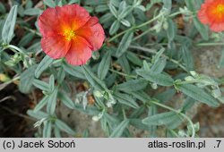 Helianthemum Fire Flame