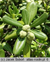 Pittosporum tobira (pospornica japońska)