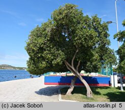 Pittosporum tobira (pospornica japońska)