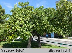 Pittosporum tobira (pospornica japońska)