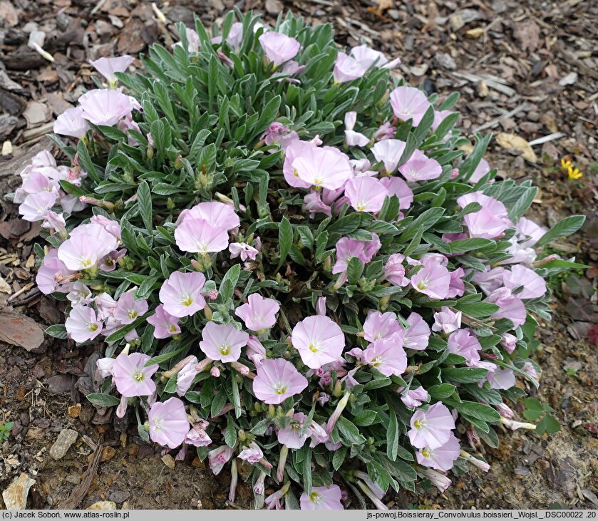 Convolvulus boissieri