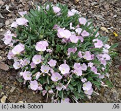 Convolvulus boissieri