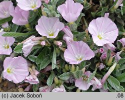 Convolvulus boissieri