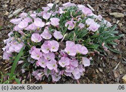 Convolvulus boissieri