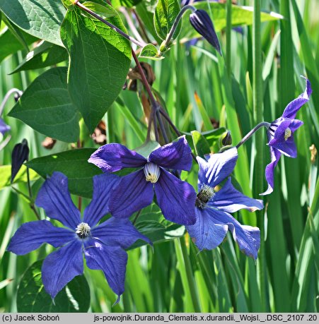 Clematis ×durandii (powojnik Duranda)