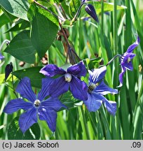 Clematis ×durandii (powojnik Duranda)