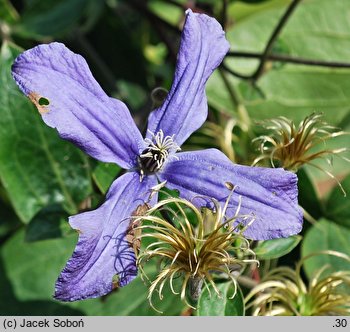 Clematis ×durandii (powojnik Duranda)