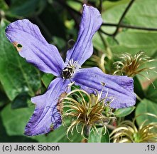 Clematis ×durandii (powojnik Duranda)