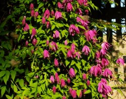 Clematis alpina (powojnik alpejski)