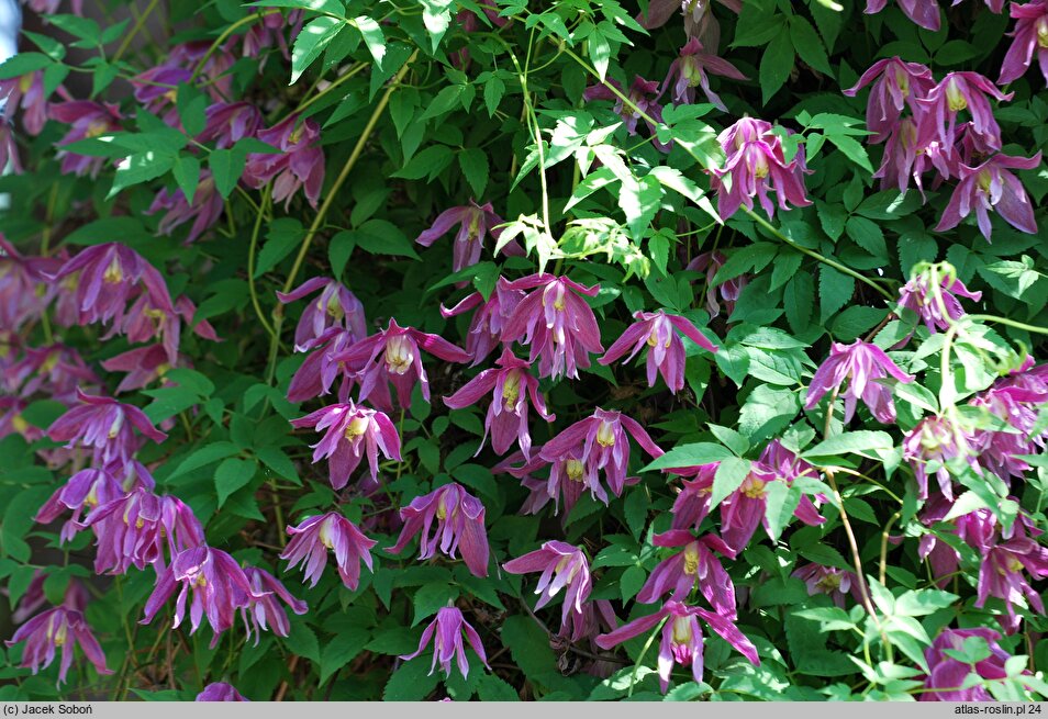 Clematis alpina Constance