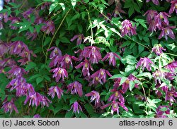 Clematis alpina Constance