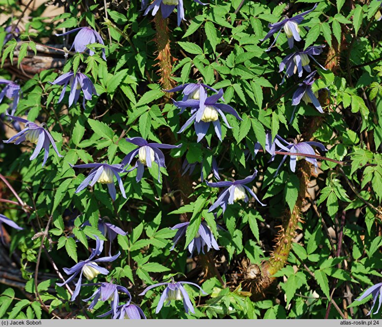 Clematis alpina Frankie