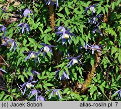 Clematis alpina Frankie