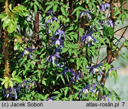 Clematis alpina Frankie