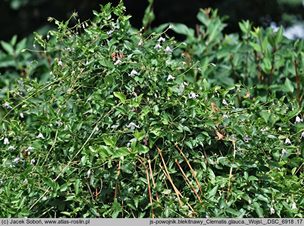 Clematis glauca (powojnik błękitnawy)