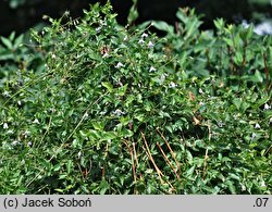 Clematis glauca (powojnik błękitnawy)