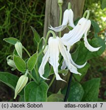 Clematis integrifolia Alba