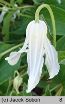 Clematis integrifolia Alba