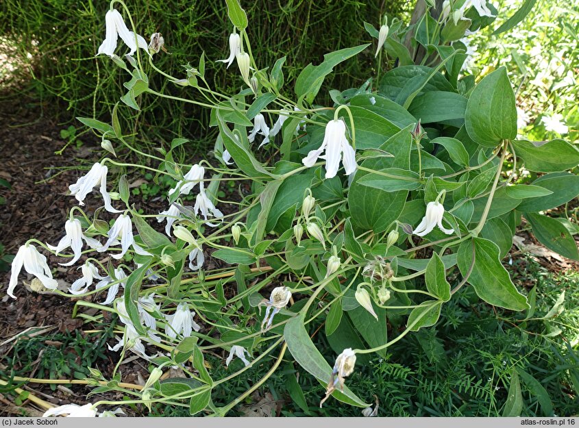 Clematis integrifolia Alba