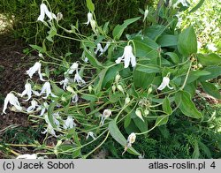 Clematis integrifolia Alba