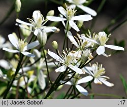 Clematis jubata (powojnik grzywiasty)