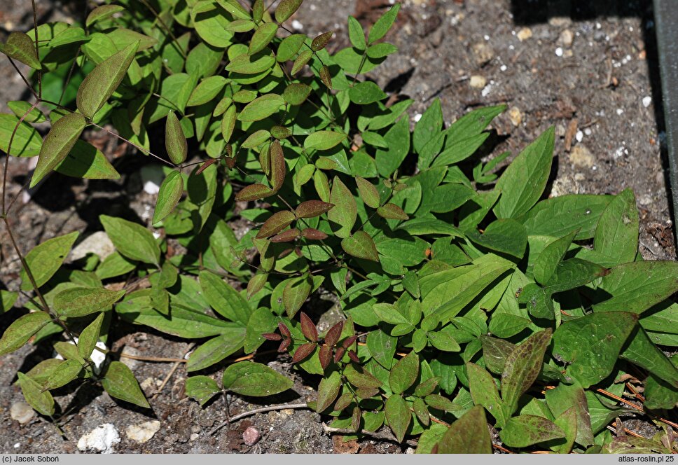 Clematis fusca (powojnik brązowy)