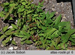 Clematis fusca (powojnik brązowy)