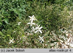 Clematis flammula (powojnik pachnący)