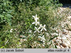 Clematis flammula (powojnik pachnący)