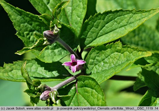 Clematis urticifolia (powojnik pokrzywolistny)