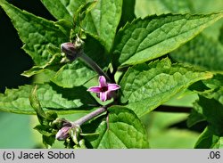 Clematis urticifolia (powojnik pokrzywolistny)