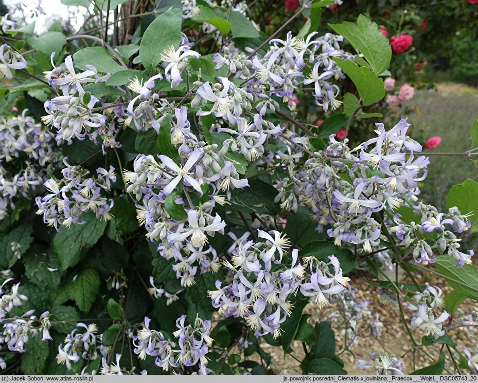 Clematis ×jouiniana Praecox