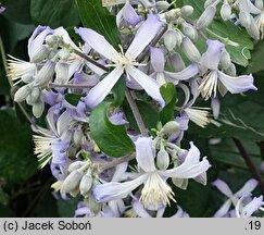 Clematis ×jouiniana Praecox