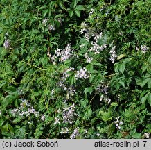 Clematis ×jouiniana Praecox