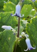 Clematis heracleifolia var. davidiana