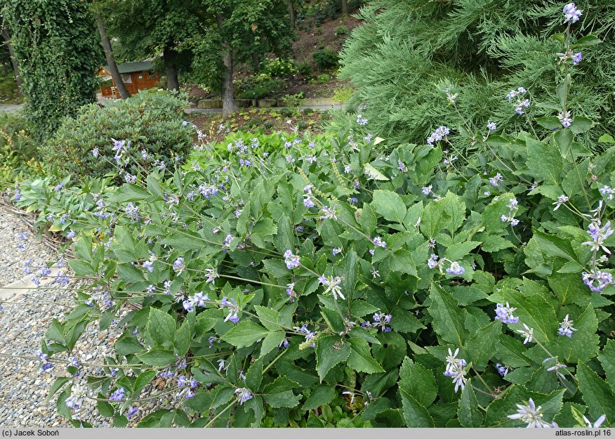 Clematis heracleifolia var. tubulosa (powojnik rurkowaty)