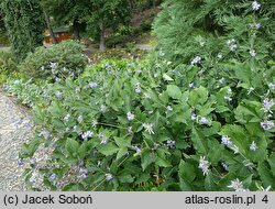 Clematis heracleifolia var. tubulosa (powojnik rurkowaty)