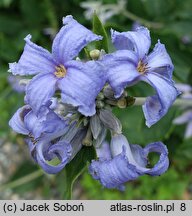 Clematis heracleifolia var. tubulosa (powojnik rurkowaty)