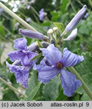 Clematis heracleifolia var. tubulosa (powojnik rurkowaty)