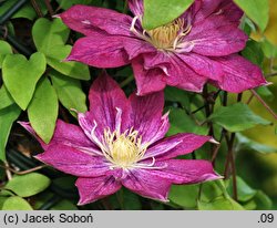 Clematis Asao