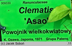 Clematis Asao