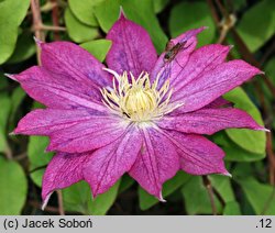 Clematis Asao