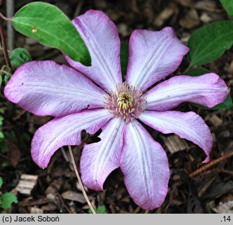 Clematis Betty Risdon