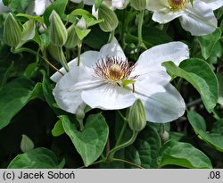 Clematis Jerzy Popiełuszko