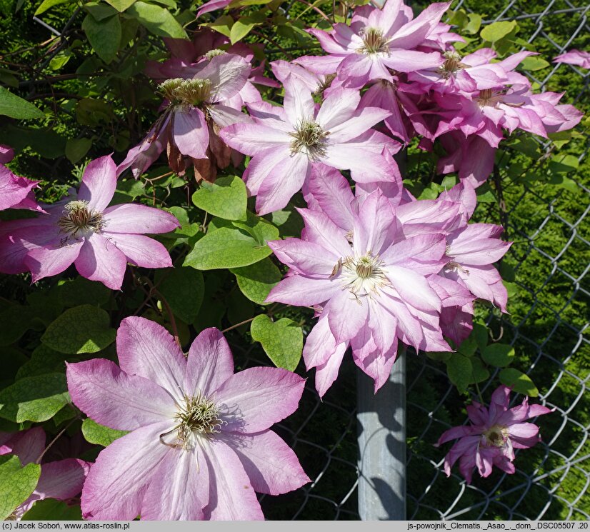 Clematis Asao