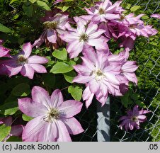 Clematis Asao