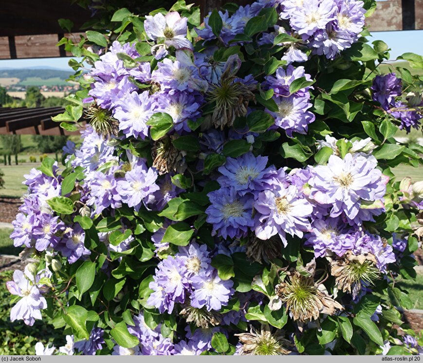 Clematis Azure Ball