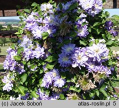 Clematis Azure Ball