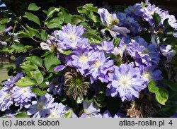 Clematis Azure Ball